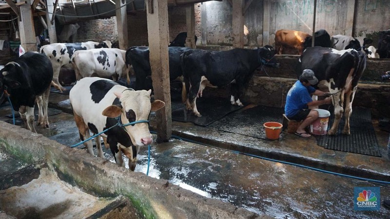 Seorang pekerja memerah sapi di peternakan sapi di kawasan mampang Jakarta, Sabtu (15/11/2024). (CNBC Indonesia/Muhammad Sabki)