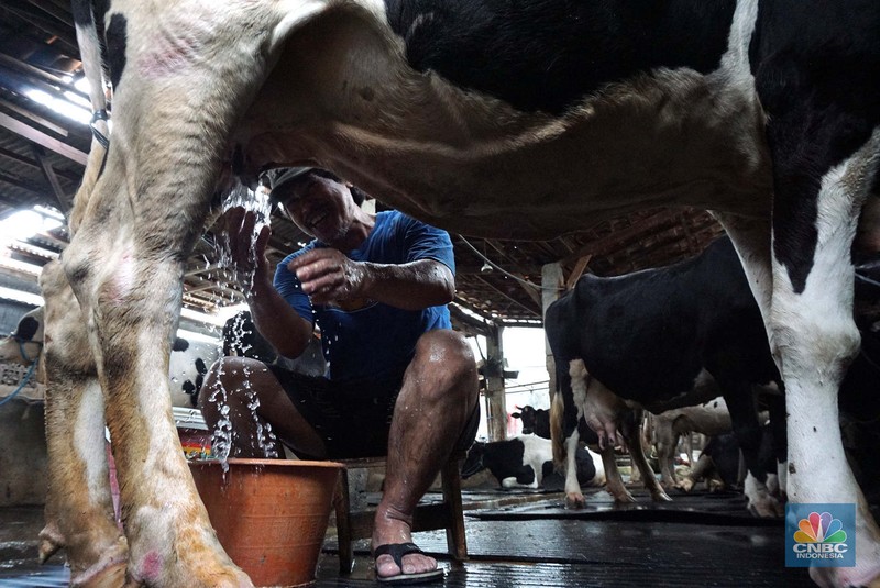 Seorang pekerja memerah sapi di peternakan sapi di kawasan mampang Jakarta, Sabtu (15/11/2024). Seorang pekerja memerah sapi di peternakan sapi di kawasan mampang Jakarta, Sabtu (15/11/2024). (CNBC Indonesia/Muhammad Sabki)