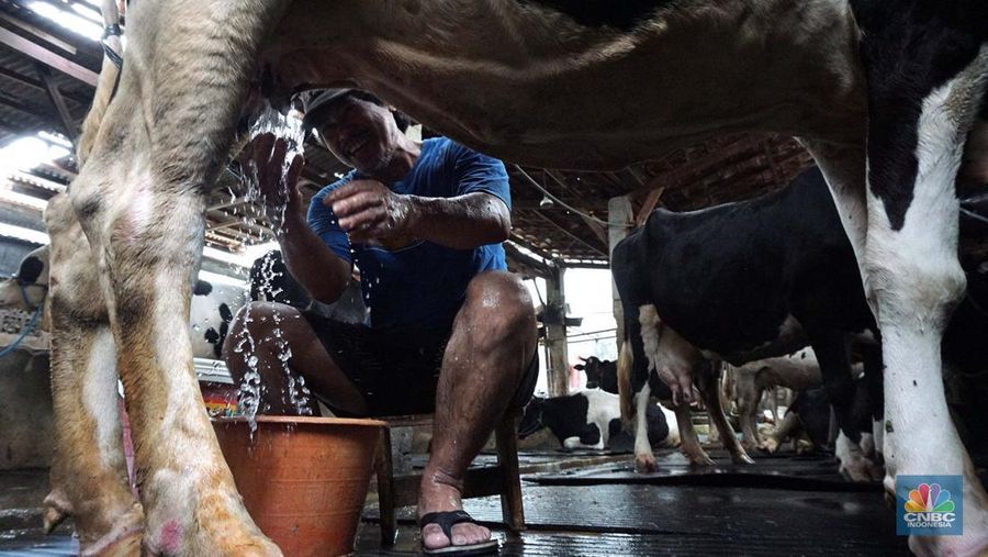 Seorang pekerja memerah sapi di peternakan sapi di kawasan mampang Jakarta, Sabtu (15/11/2024). (վ/Muhammad Sabki)