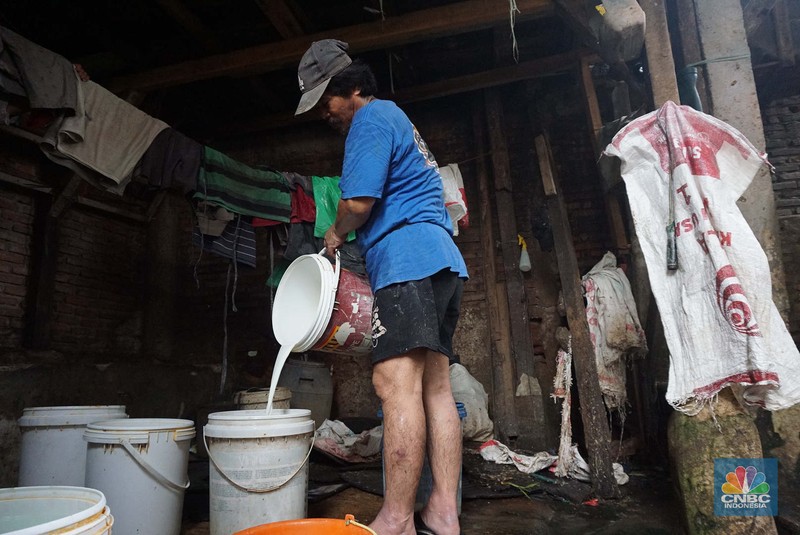 Seorang pekerja memerah sapi di peternakan sapi di kawasan mampang Jakarta, Sabtu (15/11/2024). Seorang pekerja memerah sapi di peternakan sapi di kawasan mampang Jakarta, Sabtu (15/11/2024). (CNBC Indonesia/Muhammad Sabki)