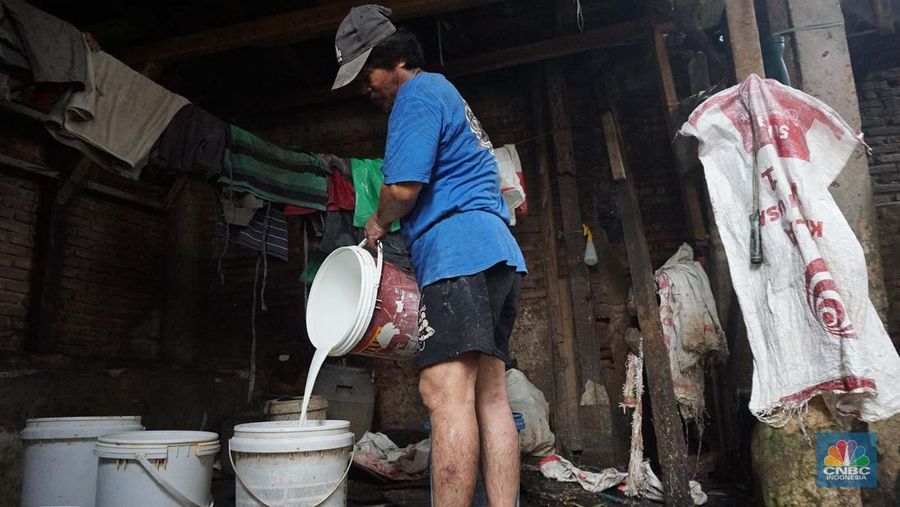 Seorang pekerja memerah sapi di peternakan sapi di kawasan mampang Jakarta, Sabtu (15/11/2024). (վ/Muhammad Sabki)