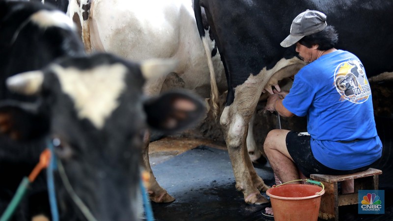 Seorang pekerja memerah sapi di peternakan sapi di kawasan mampang Jakarta, Sabtu (15/11/2024). Seorang pekerja memerah sapi di peternakan sapi di kawasan mampang Jakarta, Sabtu (15/11/2024). (CNBC Indonesia/Muhammad Sabki)