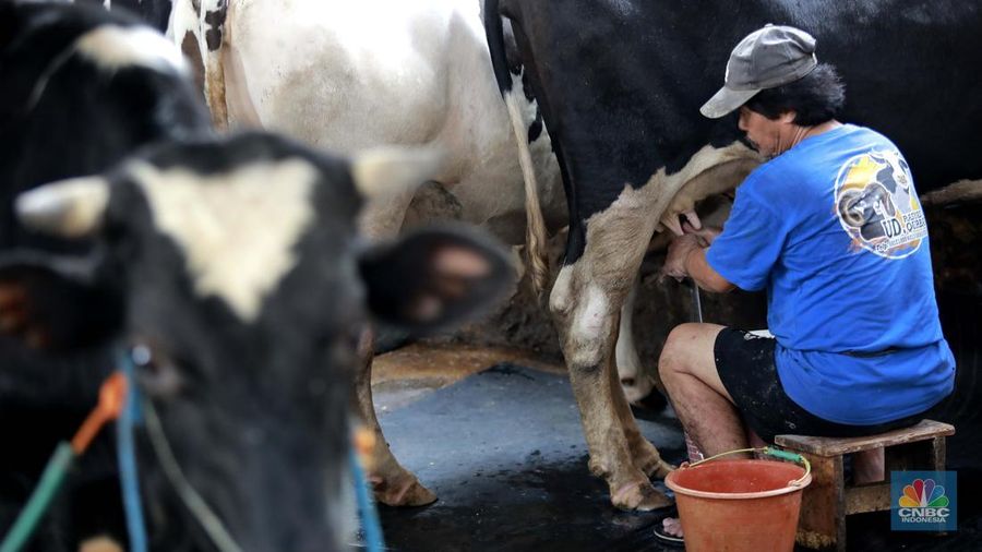 Seorang pekerja memerah sapi di peternakan sapi di kawasan mampang Jakarta, Sabtu (15/11/2024). (վ/Muhammad Sabki)