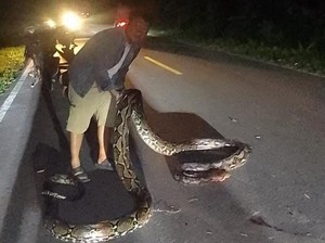 Ular Piton 7 Meter Muncul di Jalanan Sulut, Langsung Dibunuh Warga