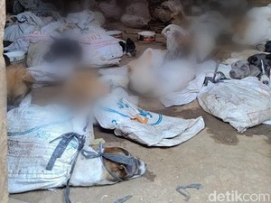64 Anjing Hendak Dikirim ke Solo untuk Dijadikan Konsumsi Berasal dari Bali