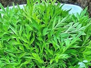 7 Manfaat Daun Kenikir, untuk Diabetes hingga Cegah Osteoporosis