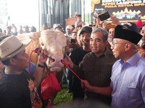 Ketua MPR Lelang Sapi 1 Ton Rp 250 Juta, Disumbangkan ke Korban Erupsi Lewotobi