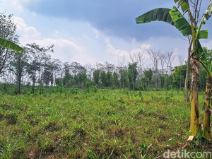 Bondowoso Siapkan Lahan 9 Ha untuk Tanam Jagung Dukung Ketahanan Pangan