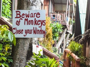 Sempat Diteror Kawanan Monyet, Kota Wisata Lapburi Kini Aman