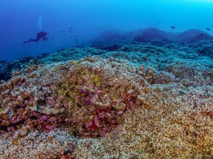 Bahaya! Pariwisata Massal Ancam Ekosistem Laut di Malaysia