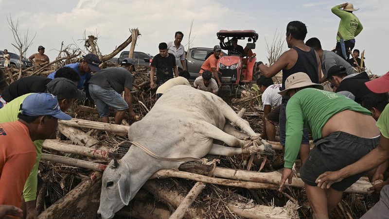 Warga berjalan di atas kayu gelondongan dan puing-puing yang tersapu banjir akibat Topan Usagi di Gonzaga, provinsi Cagayan, Filipina utara, Jumat (15/11/2024). (AP Photo/Noel Celis)