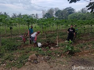 2 Hari, 45 Anjing Akan Dikirim ke Solo Lahap 20 Kg Ayam-18 Kg Beras