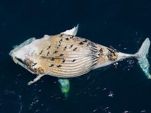 Minyak Kapal Tanker Rusia Tumpah, Puluhan Mamalia Laut Ditemukan Mati