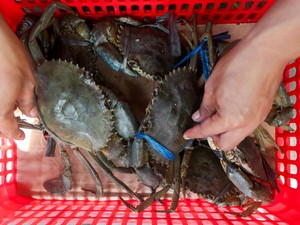 Ilmuwan Ungkap Kepiting Bisa Rasakan Sakit Saat Dimasak Hidup-hidup