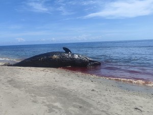 Paus Sperma Terdampar di Pantai Banyuning, Sempat Dikira Terumbu Karang