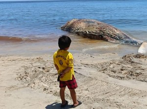 Rahang Bawah Paus Sperma Terdampar di Pantai Banyuning Hilang, Diduga Dicuri