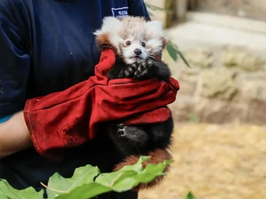 Kembang Api Bikin Bayi Panda Merah Mati di Kebun Binatang Inggris, Ini Akibatnya