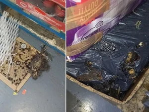 Jijik! Supermarket Ini Penuh Bangkai Tikus dan Makanan Tercemar