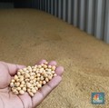 Perang Dagang Makin Panas, RI Terancam Krisis Kedelai