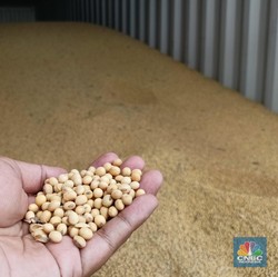 Perang Dagang Makin Panas, RI Terancam Krisis Kedelai