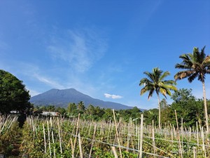 Wisata Pegunungan dengan Pemandangan Kebun Teh di Gunung Dempo