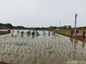 Pemerintah Siapkan Rp 155,5 T Untuk Program Ketahanan Pangan 2025