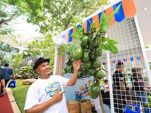 Lewat BRI Klasterku Hidupku, Petani Berhasil Kembangkan Budidaya Alpukat
