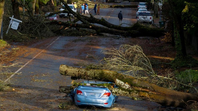 Pemandangan drone menunjukkan banyak pohon tumbang setelah badai dahsyat menghantam wilayah Pasifik Barat Laut AS dan Kanada bagian barat, yang menyebabkan pemadaman listrik di Washington, Oregon, California, dan British Columbia sekaligus mengakibatkan kekacauan pada perjalanan darat, di Seattle, Washington, AS, 20 November 2024. (REUTERS/David Ryder)