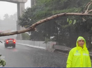 Hujan Deras di Jaktim, Pohon Tumbang Dekat Gerbang Tol Cibubur