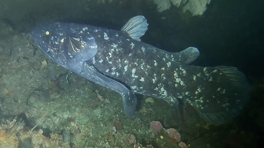 Ikan coelacanth di Afrika Selatan