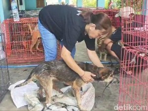 RUU Perdagangan Anjing-Kucing Ditolak DPR,  Pemerhati Hewan Cemaskan Ini