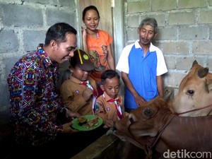 Viral Sapi Makan Martabak: Distan Sebut Boleh, tapi...