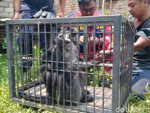 Monyet Keliaran di Ngawen Ternyata Lutung, Kini Dievakuasi Damkar