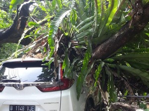 Pohon Tumbang Timpa Mobil-Motor di Bogor, 8 Orang Terluka