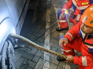 Ular Piton 2 Meter Masuk Dalam Kap Mesin Mobil Warga di Palu, Damkar Evakuasi