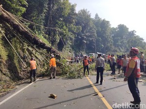 Tertutup Pohon Tumbang, Arus Lalin Cadas Pangeran Sempat Macet