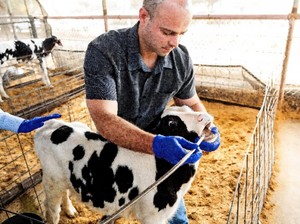 Peneliti Cari Cara buat Setop Anak Sapi Sendawa, Kenapa Ya?