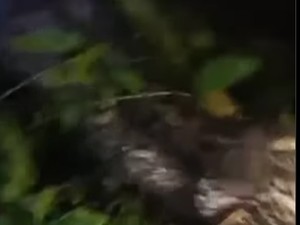 Tragis Pria Lutra Tewas Ditelan Ular Piton 6 Meter Saat Pulang dari Kebun