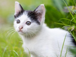 Bagaimana Cara Mengetahui Umur Anak Kucing? Perhatikan Hal-hal Ini