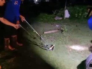 Ular Kobra 1 Meter Terjepit Pagar Rumah Warga di Mamuju, Damkar Evakuasi
