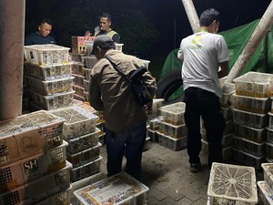 BKSDA Bengkulu-Lampung Gagalkan Penyelundupan 4.354 Burung Liar