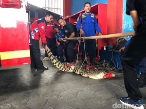 BKSDA Evakuasi Buaya Muara di Bener Jogja: Satwa Dilindungi