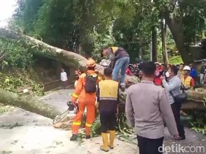 Pohon Setinggi 20 Meter Tumbang, Jalan Cianjur-Puncak Lumpuh Sementara