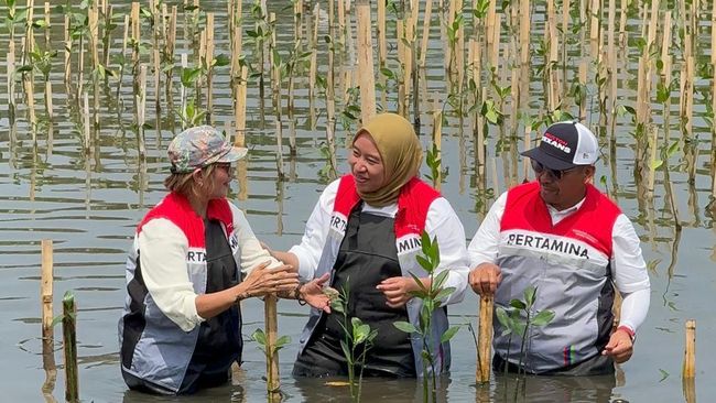 Jaga Pesisir, Pertamina International Shipping Tanam 10.000 Mangrove