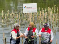 Jaga Pesisir, Pertamina International Shipping Tanam 10.000 Mangrove