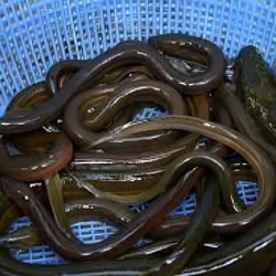 China Doyan Makan Belut dari RI, Berani Beli Rp 300 Ribu/Kg