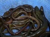 China Doyan Makan Belut dari RI, Berani Beli Rp 300 Ribu/Kg