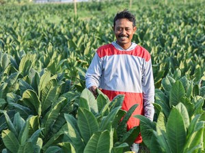 Pemda Diminta Lindungi Industri Tembakau
