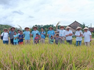 Dorong Swasembada Pangan, PIS Gelar Panen Raya di Sleman