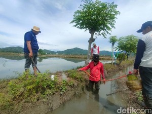 Jurus Jitu Petani Polman Basmi Hama Tikus Sawah Pakai Asap Belerang